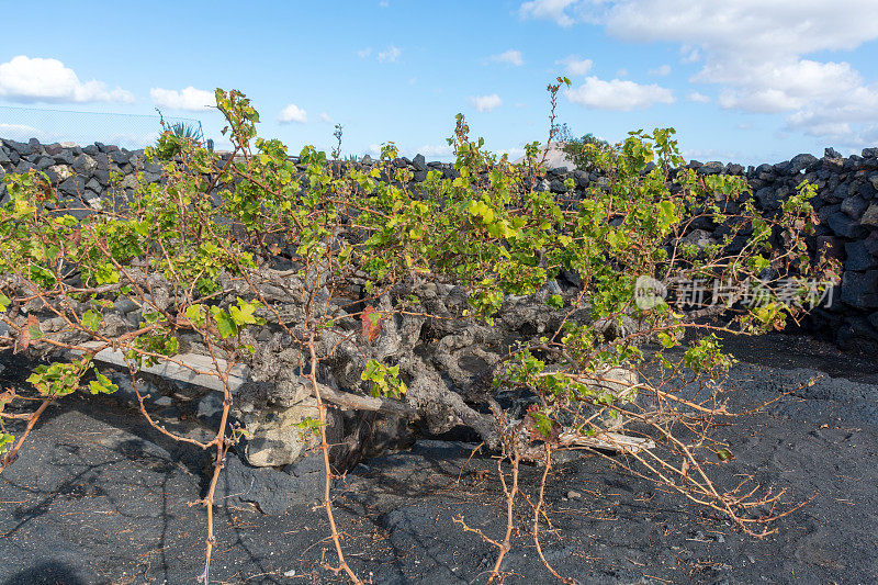 兰萨罗特葡萄园建在熔岩上，La Geria葡萄酒产区，malvasia葡萄在冬天